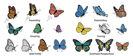 Collection of Diverse Butterflies in Various Poses © hakim