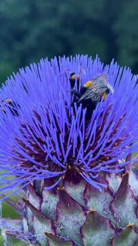 Vertical macro view of bumblebees feeding on the top of a blooming purple globe artichoke flower aka Cynara cardunculus or wild cardoon in summer.