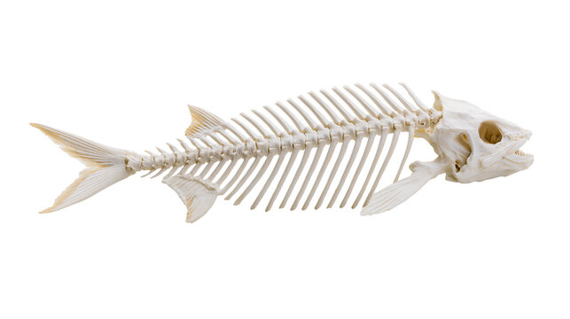 Detailed fish skeleton with intricate bone structure, isolated on transparent background