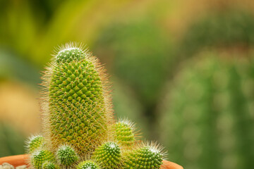 Close up of small cylindrical cactus plant with sharp yellow thorns in garden © NoonVirachada