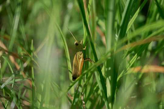 緑の草にとまるバッタ 夏の草原に生息する野生昆虫