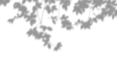 Fototapeta premium Natural plant leaves shadow overlay effect mockup design element