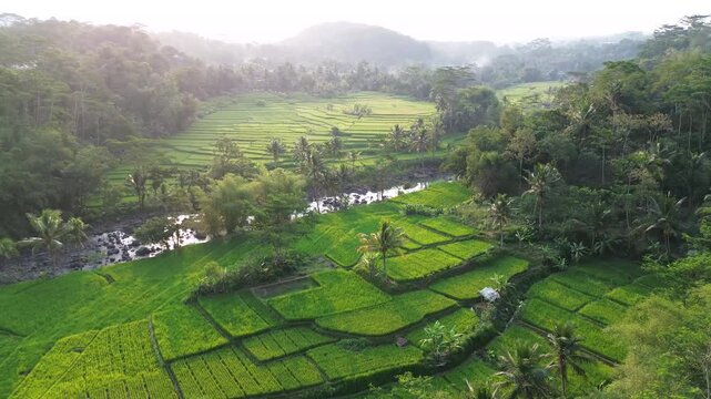 Lush Green Rice Terrace Fields with Tropical Palm Trees and River