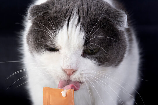 Gray and White Cat Licking Treat from Pouch on Dark Background