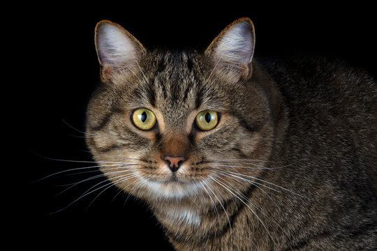 Tabby Cat Portrait with Green Eyes on Black Background