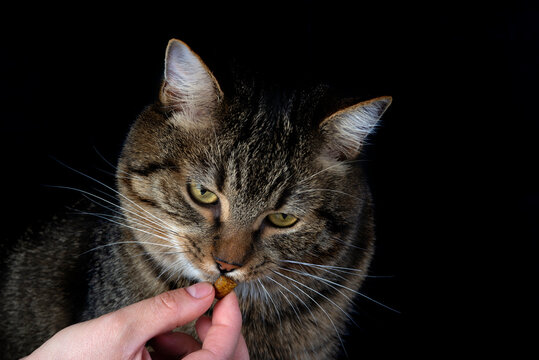 Hand Feeding Treat to Tabby Cat on Black Background