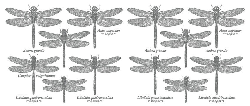 Collection of Dragonfly Silhouettes with Vintage Scientific Labels