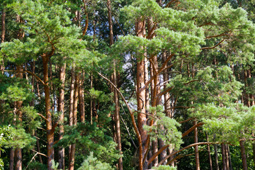 Sun-drenched tall pine trees with textured orange trunks and lush evergreen needles forming a dense coniferous forest canopy captured on a bright summer day in the wilderness © PhotoChur