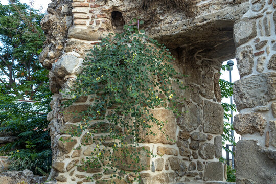 An ancient weathered stone wall in the historical site of Side, densely overgrown with blooming caper plant vines featuring round green leaves and delicate buds, Side, Antalya, Turkey.