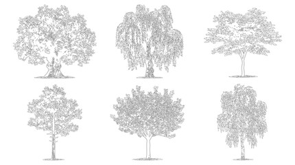Set of six diverse tree species in elevation view for architectural plans © ArifulHaq