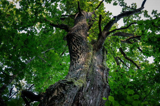 Ancient Tree Trunk Reaches into a Dense Green Forest Canopy
