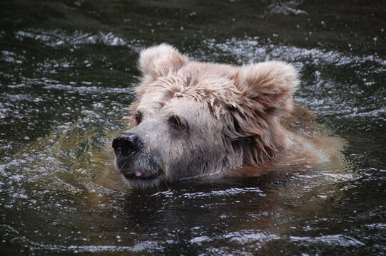 Close-up portrait of a brown bear swimming in dark freshwater, with its head above the rippling surface.