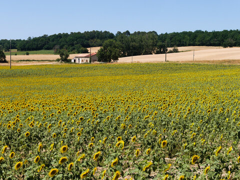 Picturesque, vibrant sunflower field, Dordogne, southern France. Bright yellow flowers turn their heads in the summer sun. Beautiful rural summer scene typical of the French countryside.