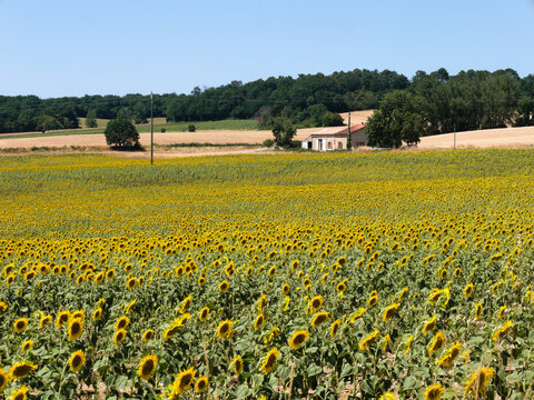 Beautiful sunflowers, Dordogne, France. Field of intense yellow flower heads on a bright summers day. Colourful summer scene typical of the southern French countryside.
