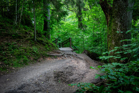 Rugged Forest Trail Crosses Exposed Roots Toward a Small Wooden Footbridge