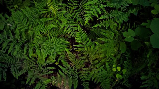 A top-down view of fern leaves reveals their intricate texture against a lush green forest backdrop. The natural scene offers a serene environment vibe, perfect for creative, eco-focused content