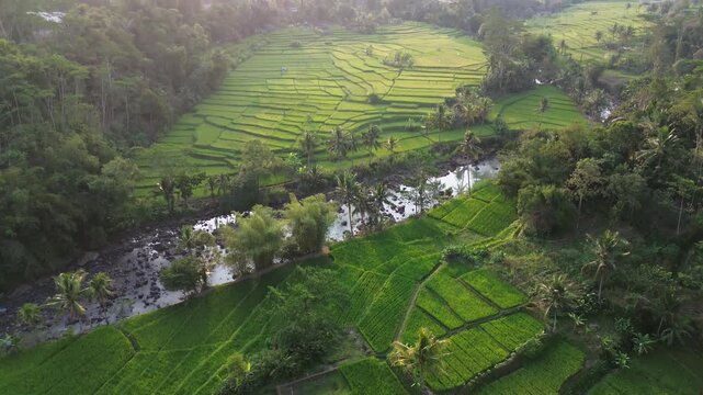 Lush Green Rice Terrace Fields with Tropical Palm Trees and River