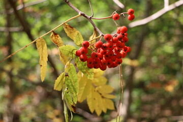 Clusters of red berries stand out against fresh green foliage in a natural forest setting. A close-up view of wild plants growing in the woodland. © Fullip
