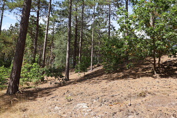 Rich green forest vegetation grows naturally across sandy dunes surrounded by tall coniferous trees. The unusual combination of woodland and open sand gives this Northern European summer landscape a d © Fullip