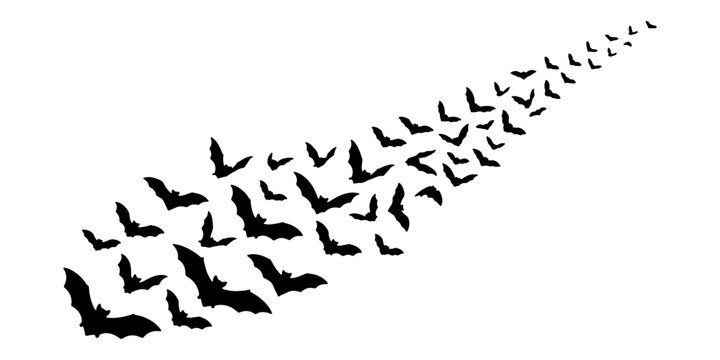 Black bats in flight silhouetted against white background