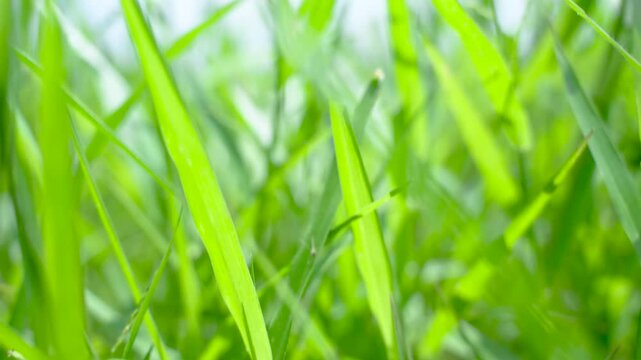 Close up of green grass blades