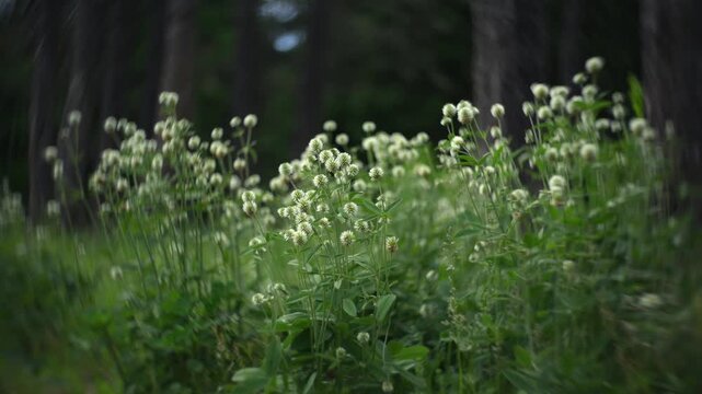 White clover flowers blooming in meadow grass with swirly bokeh