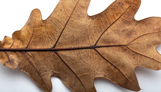 Detailed Macro Shot of a Dried Brown Oak Leaf on White Background