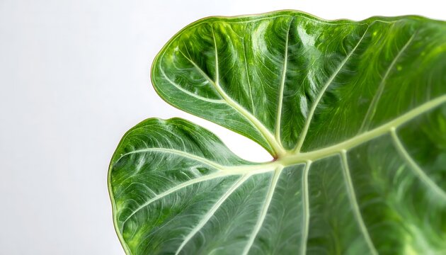 Close Up Macro View of a Vibrant Green Elephant Ear Leaf with Intricate Vein Pattern Details