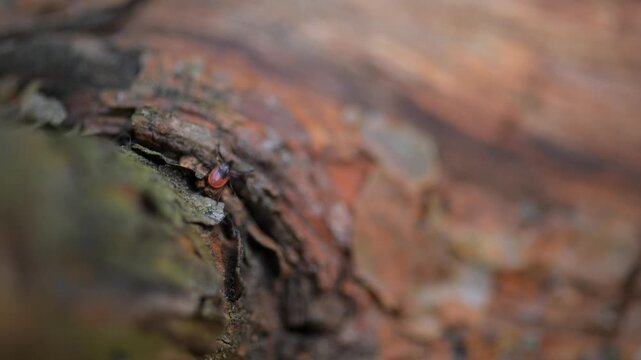 Red and black tick on tree bark close up