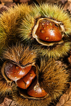 Ripe sweet chestnuts in opened spiny burrs on an autumn forest floor