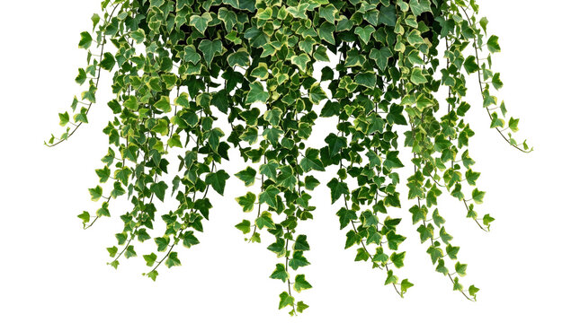 Green ivy plant cascading down isolated on white background.