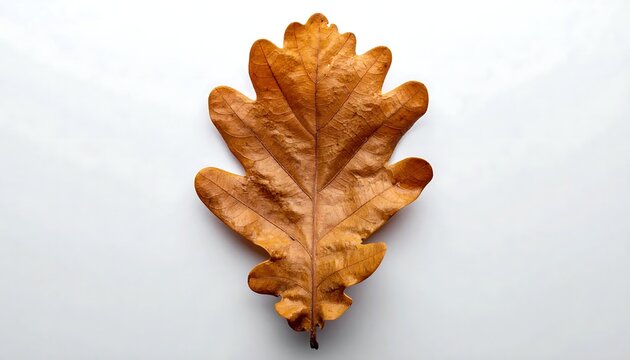Dry Brown Oak Leaf Isolated on White Background Autumn Concept