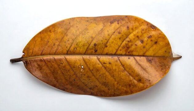 Dried brown magnolia leaf isolated on white background