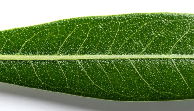 Macro Shot of a Vibrant Green Leaf Showing Intricate Vein Patterns and Natural Texture Details