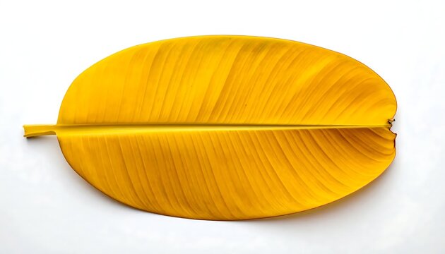 Vibrant yellow leaf against a stark white background, showcasing intricate veins
