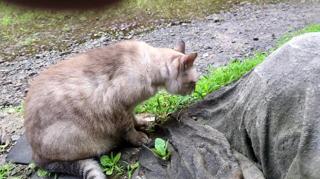 草を食べるミックスシャム猫の全身風景 / Full body view of a mixed Siamese cat eating grass