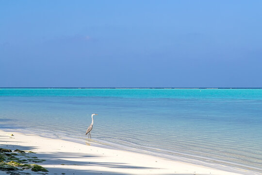Grey Heron Standing In Shallow Tropical Water