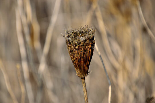 Dried seed head of toothpick weed Ammi visnaga with curled umbel rays against a warm blurred background of dry desert grasses near Mitzpe Ramon in the Negev desert Israel