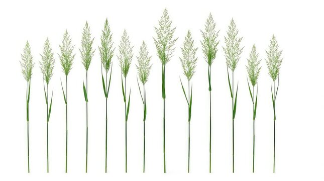 Tall green reed grass stems swaying in soft natural light against white background