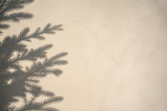 The sharp shadow of a fir branch cast across a bare plaster wall by