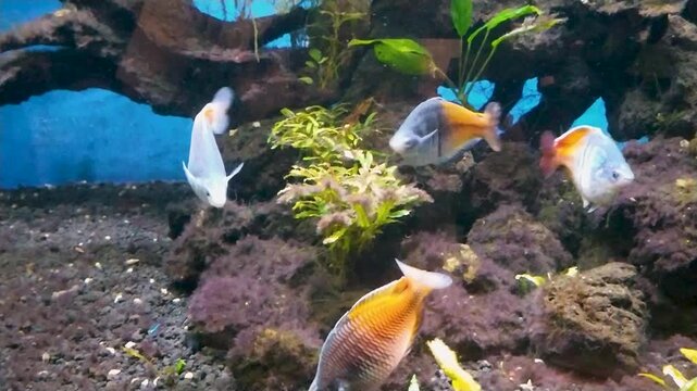 Footage of a group of rainbowfish swimming among rocks and plants