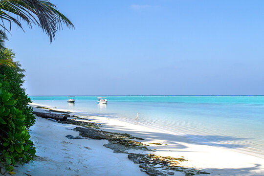 Grey Heron And Wooden Boat In Maldives
