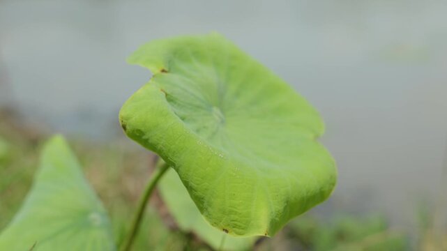 Single green lotus leaf