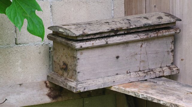 Close-up of a swarm of stingless bees flying around the wax entrance of a traditional wooden beehive box.
