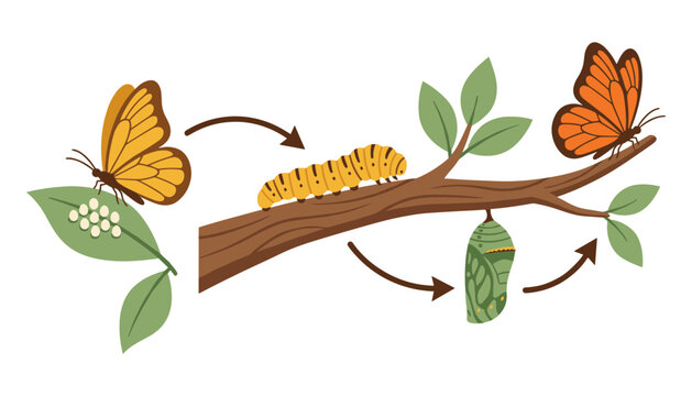 Life cycle of monarch butterfly infographic showing eggs caterpillar chrysalis and adult stages vector illustration