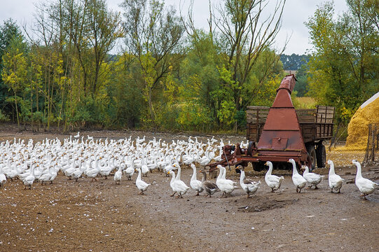 White Geese Flock By Agricultural Machinery
