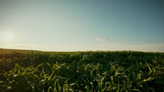 Idea of bright green leaves and tall corn stalks swaying under a clear blue sky in a summer corn field, representing agriculture, a farmer walks among the young shoots, overseeing the plantation