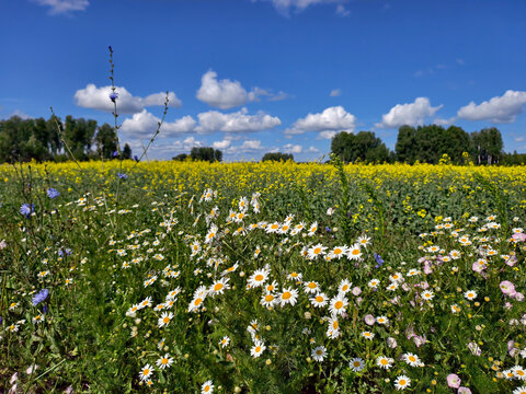 Agricultural rapeseed field with daisies and chicory in the foreground. Altai Krai.
