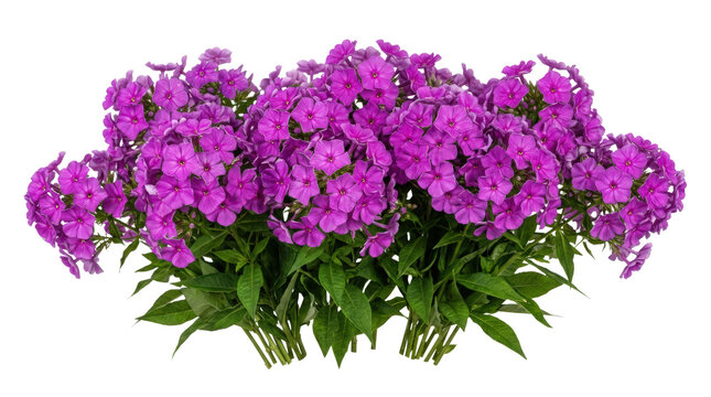 Vibrant purple phlox flowers in full bloom with green leaves.