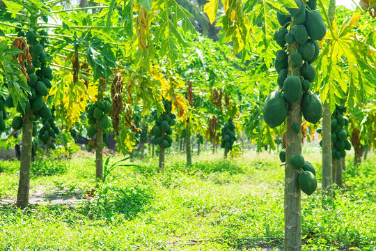 Papaya Plantation With Green Fruits In Maldives